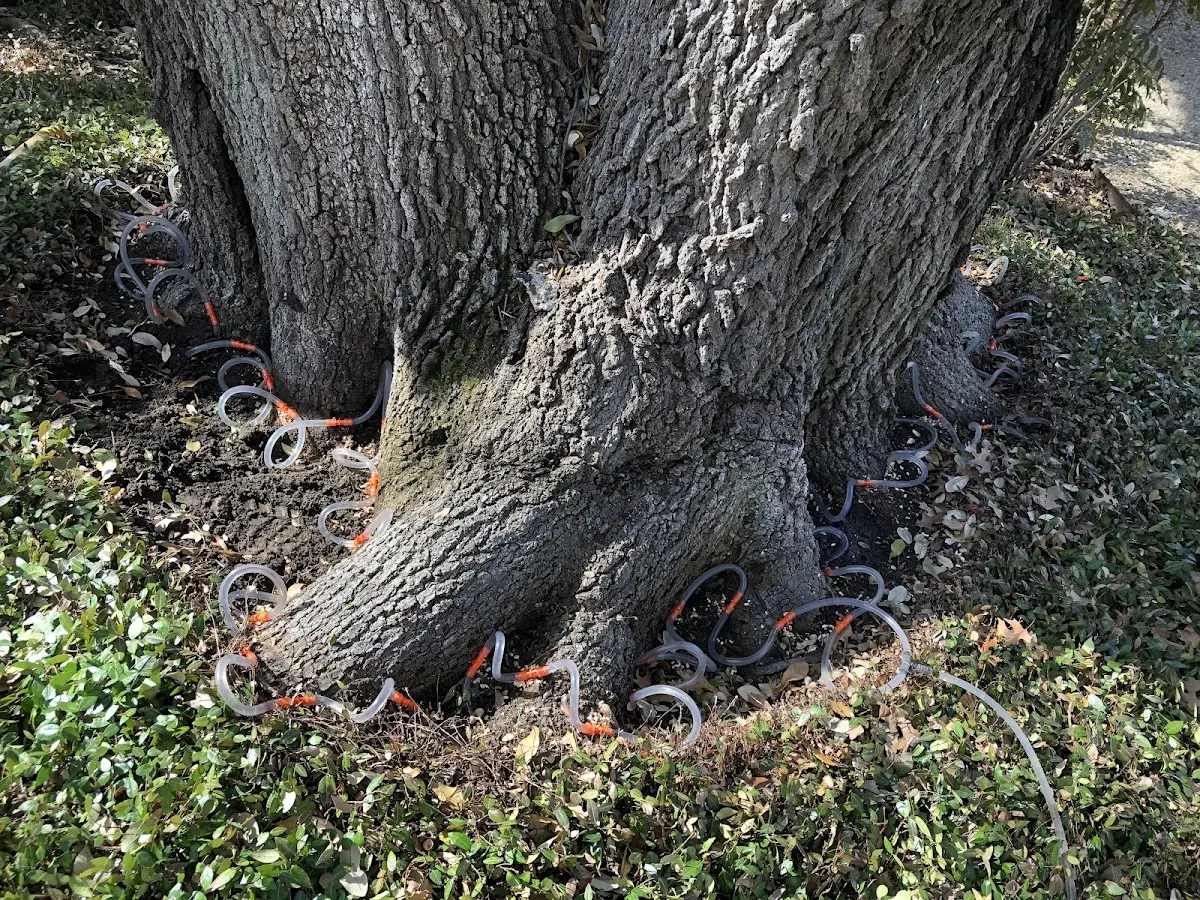 Detailed Tree Cabling and Bracing job site in Bluff Dale