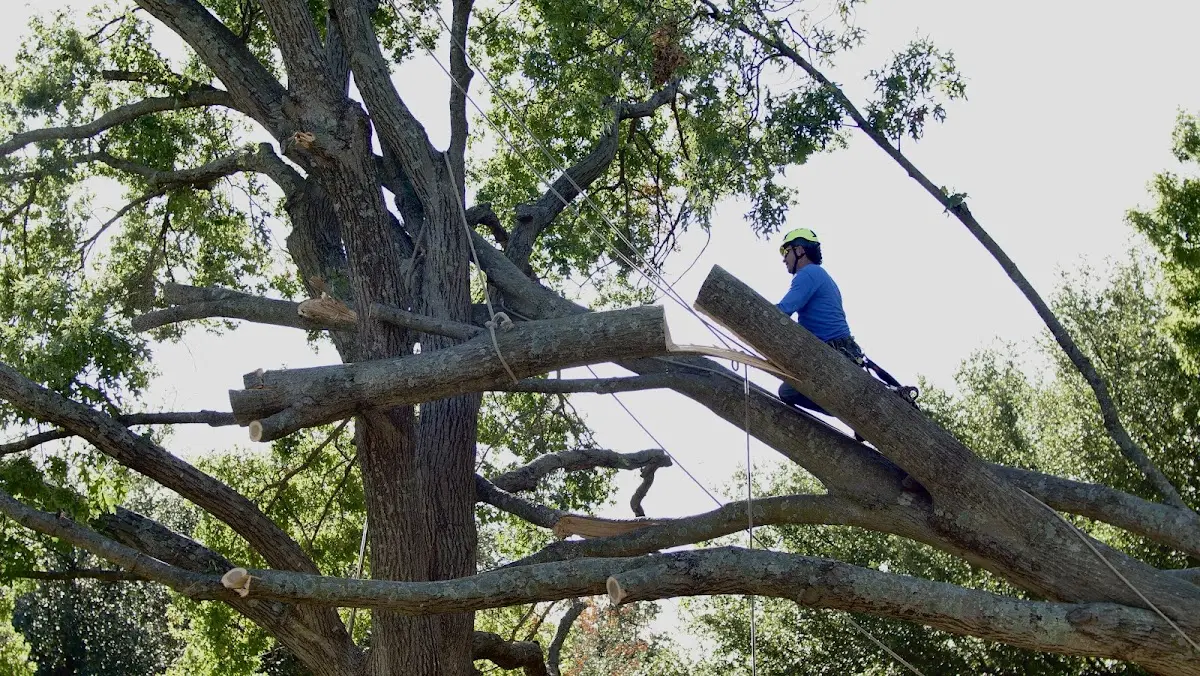 Professional Crown Thinning performed by certified arborists in Bluff Dale